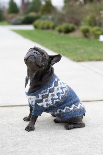 Dog Ski's the Limit Sweater